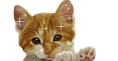 kitten
