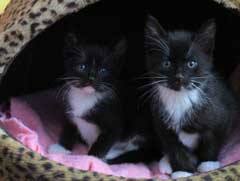 kittens