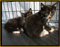 kittens