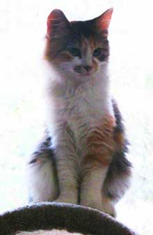kitten