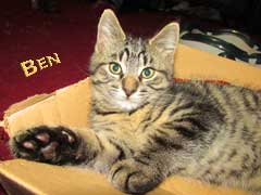 kitten