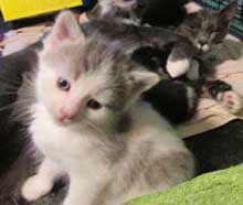 kitten