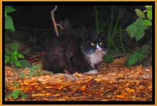 cat in distress
