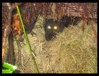 cat in hay