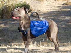 dog backpack